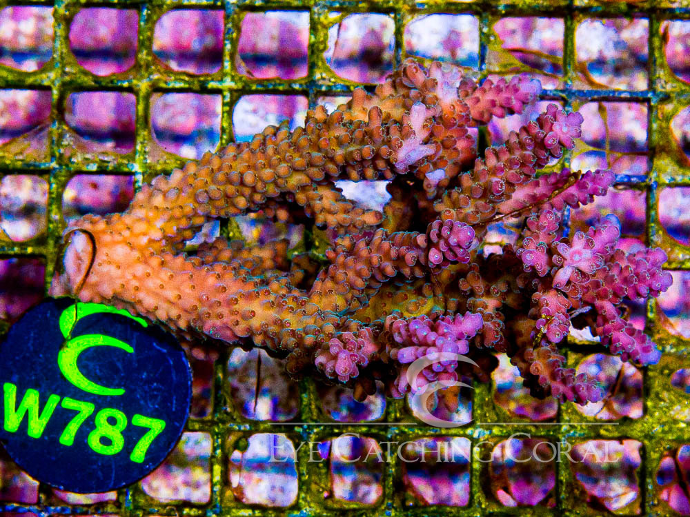 Aussie Acropora - Priced by size and color  L - Disc W787