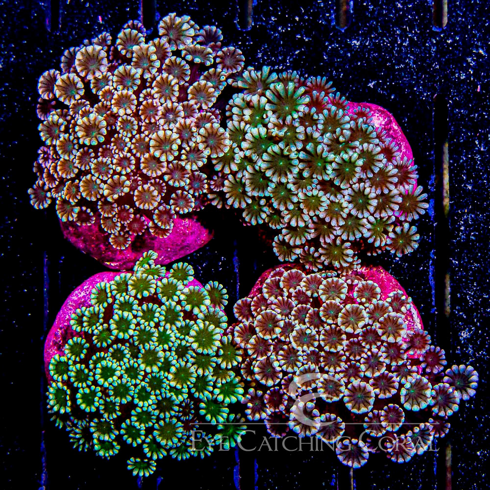 Alveopora Mini Colony
