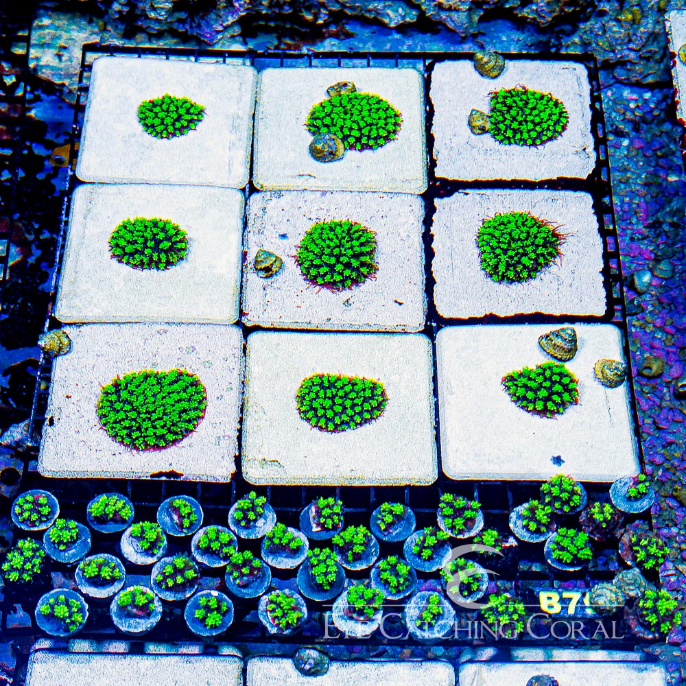 ECC Emerald Galaxea Frag