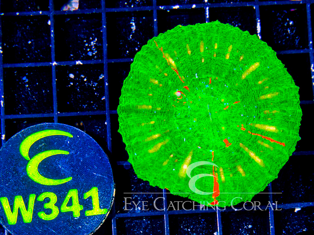 Aussie Scoly Green or Mostly Green A Grade L - Disc W341