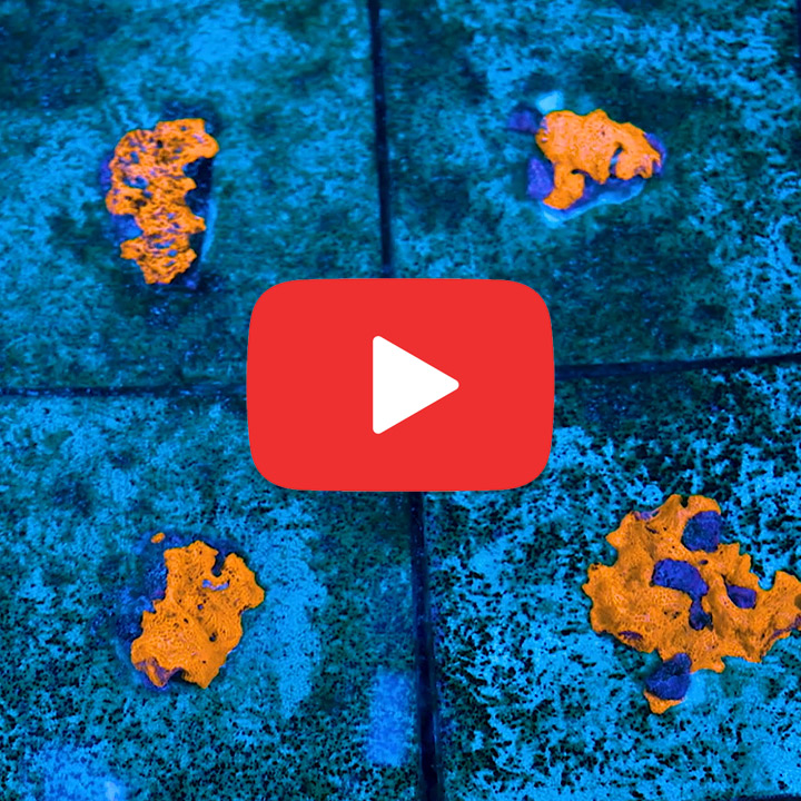 ECC Combustion Web Sponge Frag