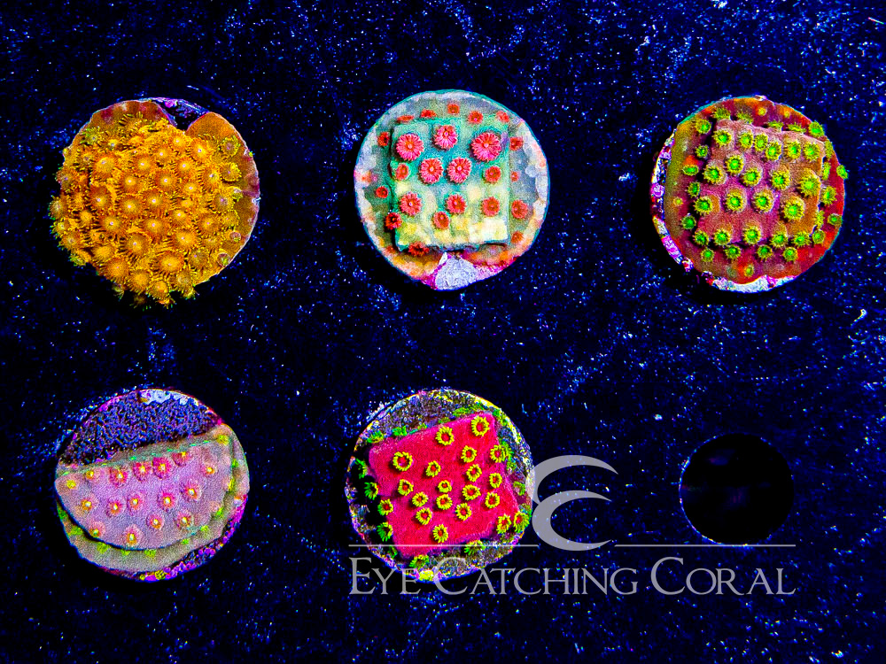 ECC Assorted Cyphastrea Aquacultured Coral Frag Pack