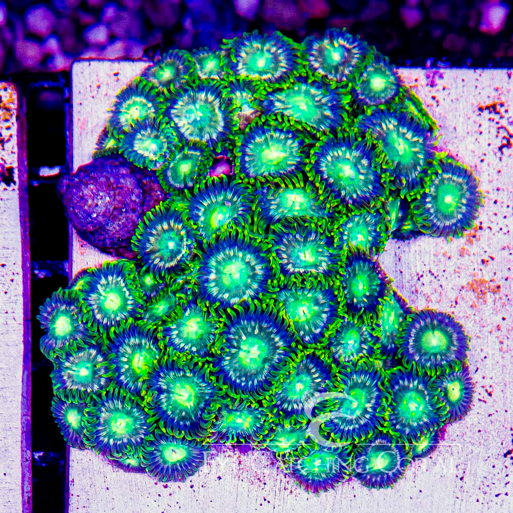 ECC Verdant Grove Zoanthid Frag (Big Polyp Zoa) (2+ Polyp Average)