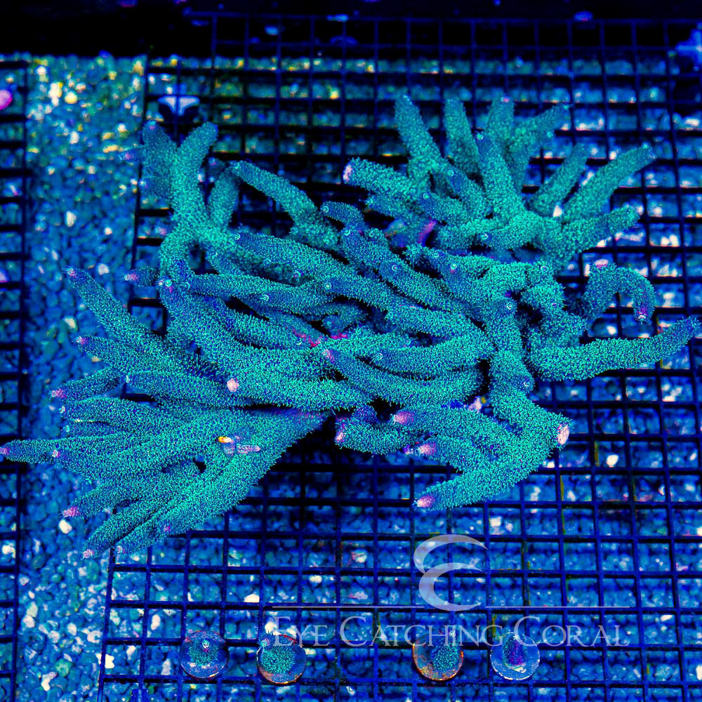 ECC Palmers Blue Milli Frag