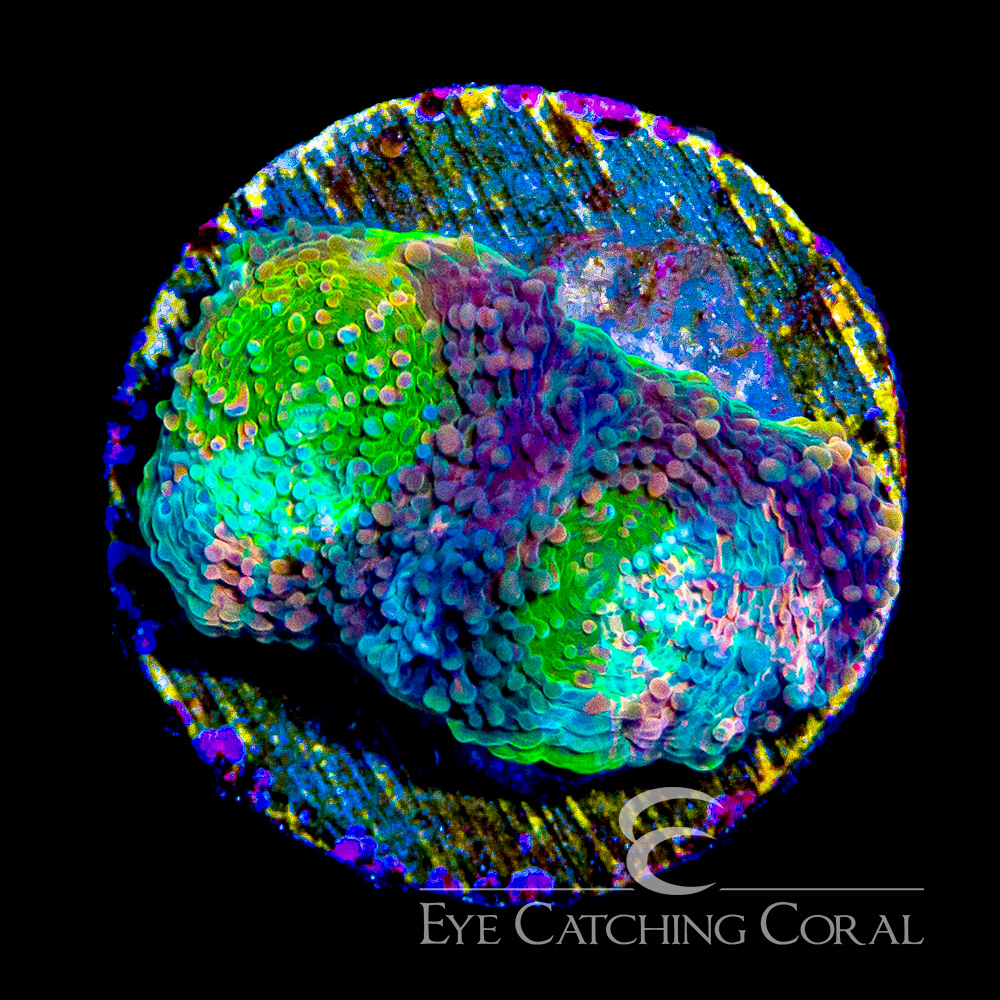 ECC Flamingo Splatter Echinata Frag