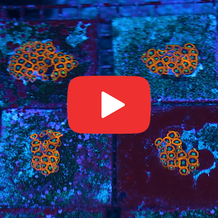 ECC Burning Suns Zoanthid Frag (4+ Polyp Average)