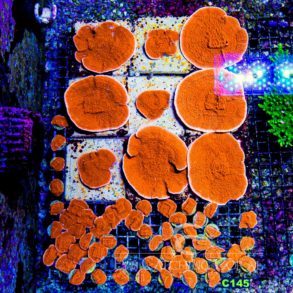 ECC Sunburst Montipora Frag