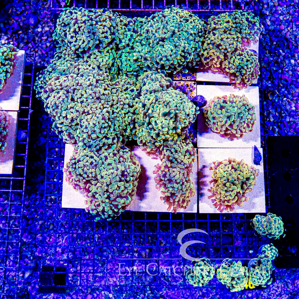 ECC Tangerine Dream Hammer Frag