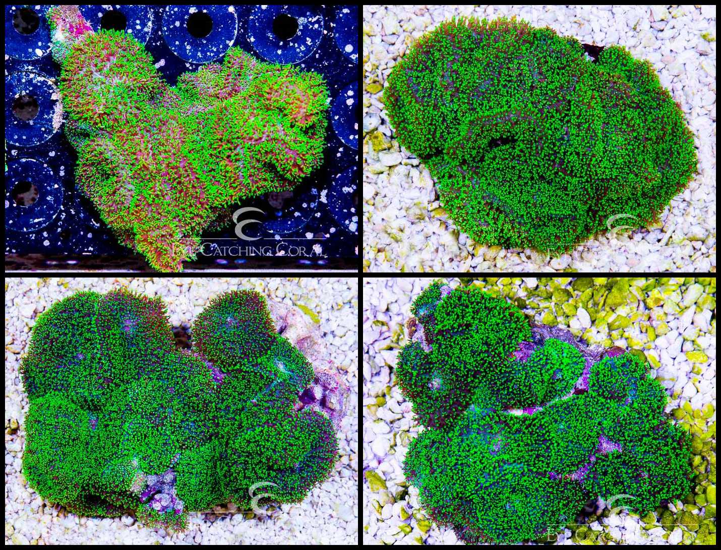 Indonesian Colonies | Wholesale Coral | Eye Catching Coral