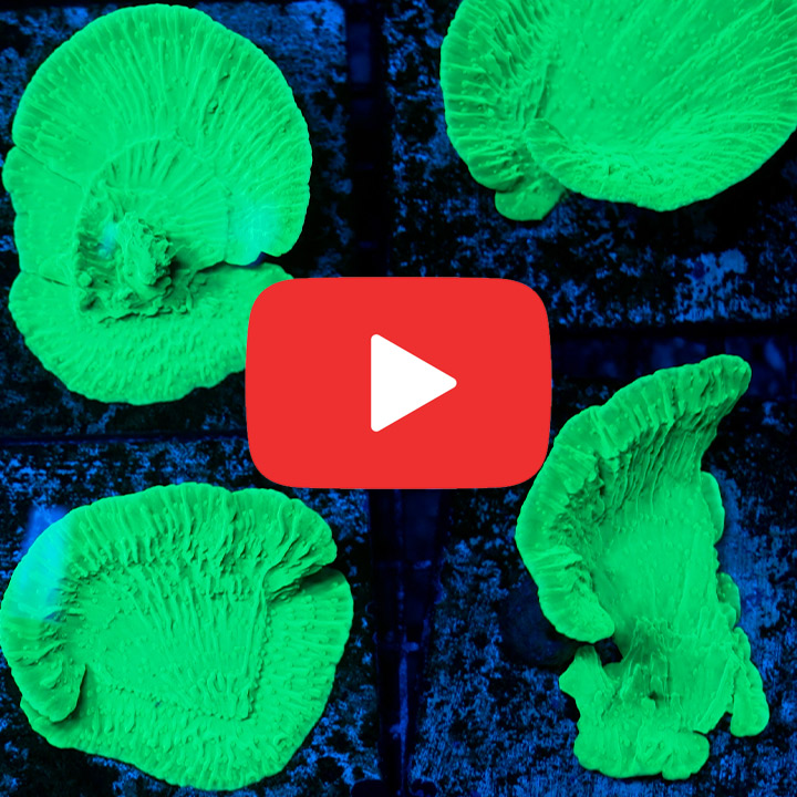 ECC Ghoulish Glow Montipora Frag