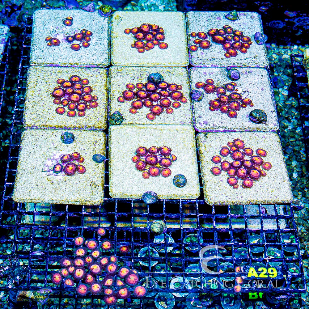 ECC Sakura Zoanthid Frag (4+ Polyp Average)