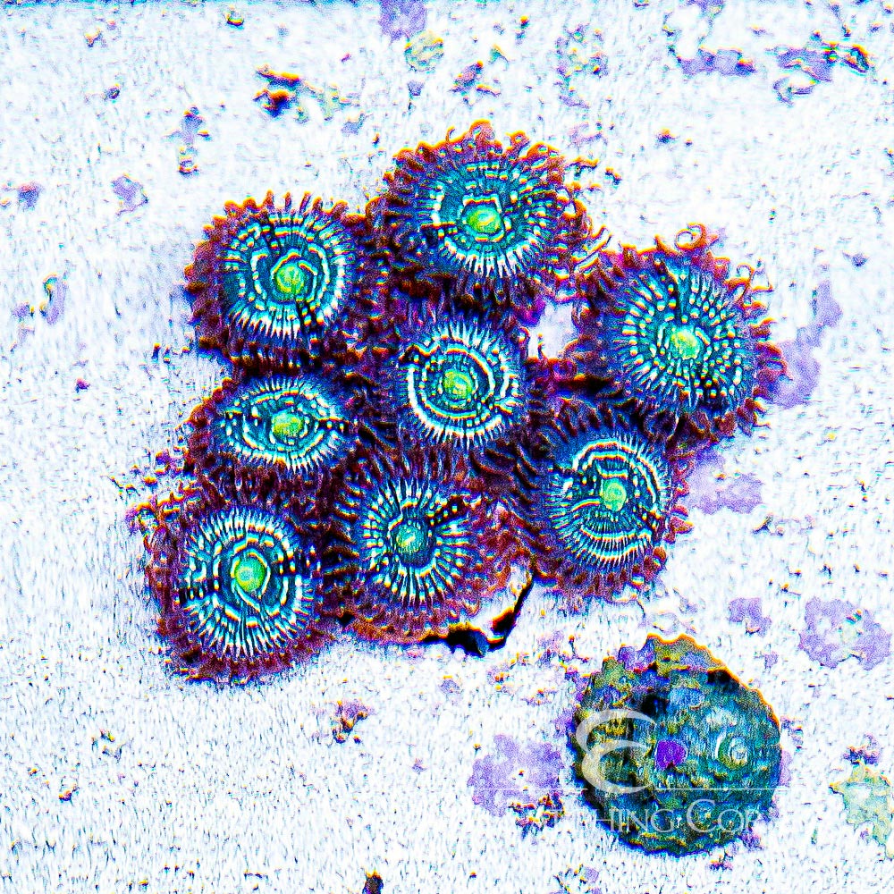 ECC Snowglobe Zoanthid Frag (2+ Polyp Average)