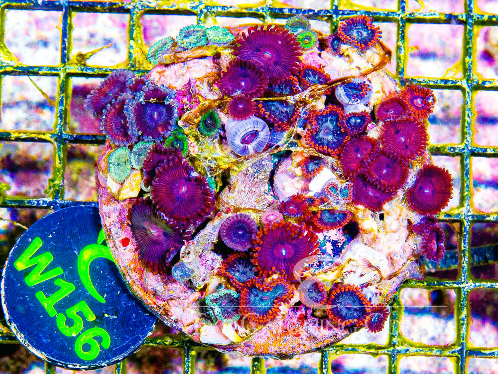 Indo Zoanthid L - Disc W156