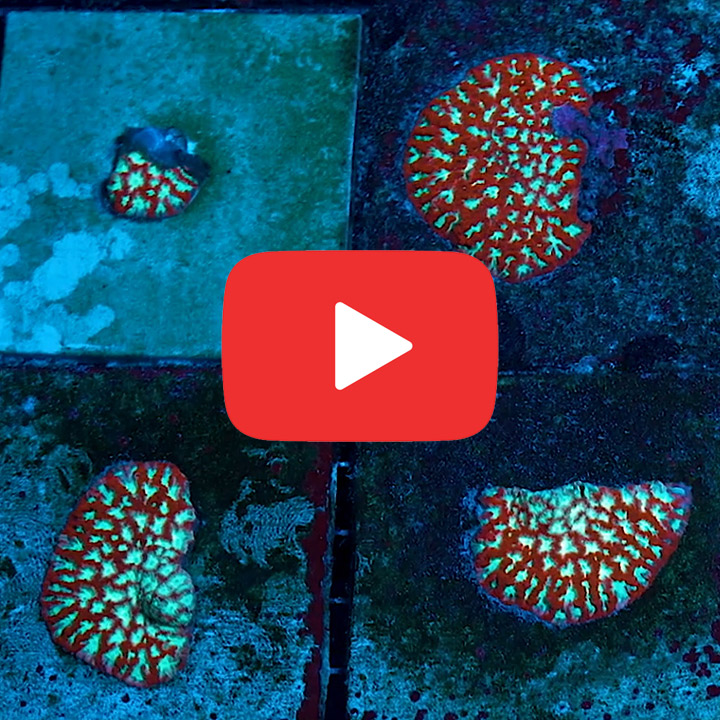 ECC Ectoplasm Favites Frag