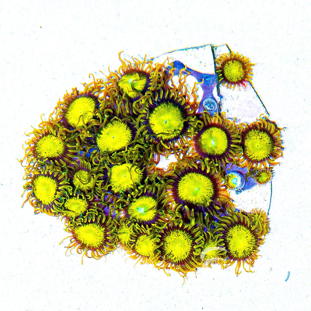 ECC King Midas Zoanthid Frag (4+ Polyp Average)