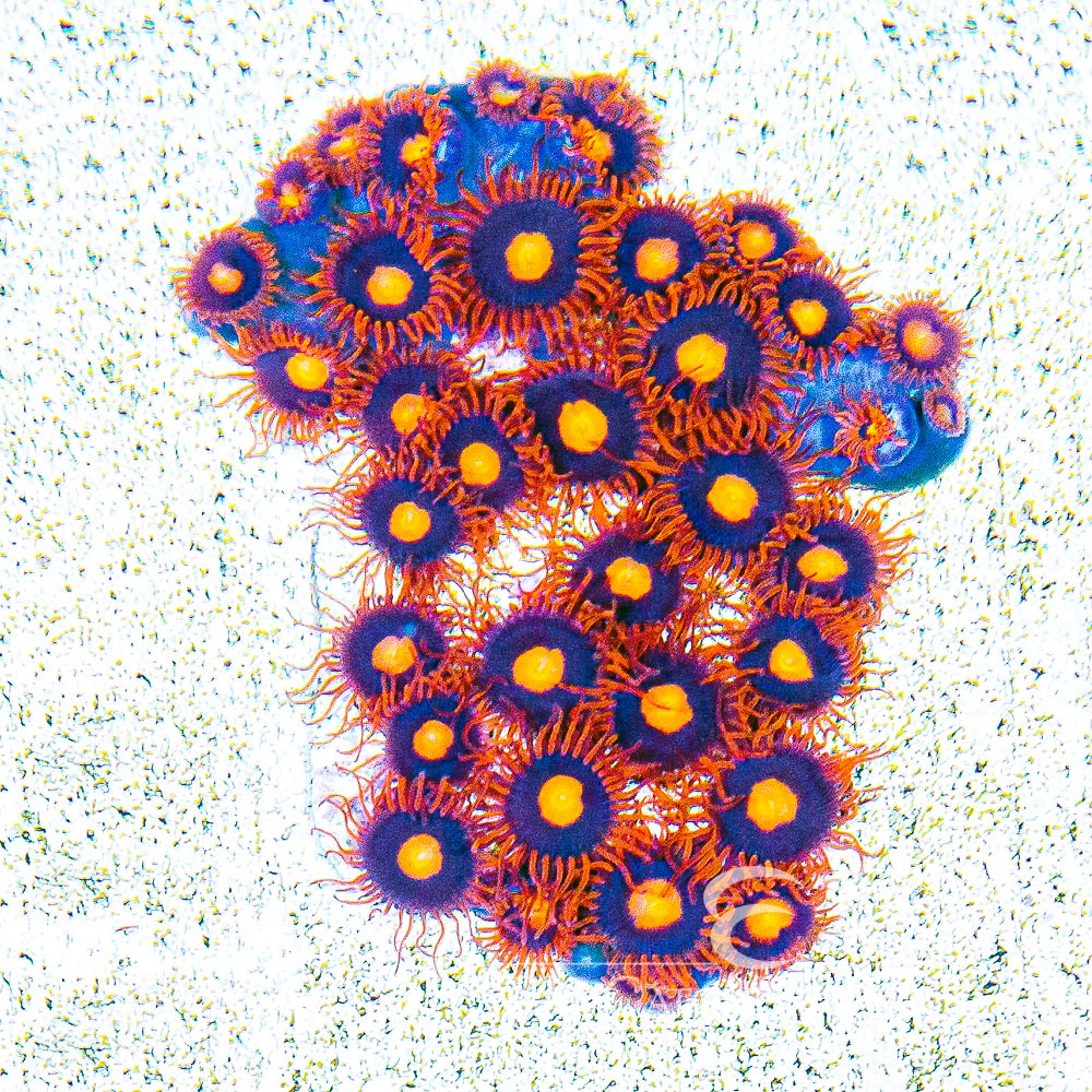 ECC War Birds Zoanthid Frag (4+ Polyp Average)
