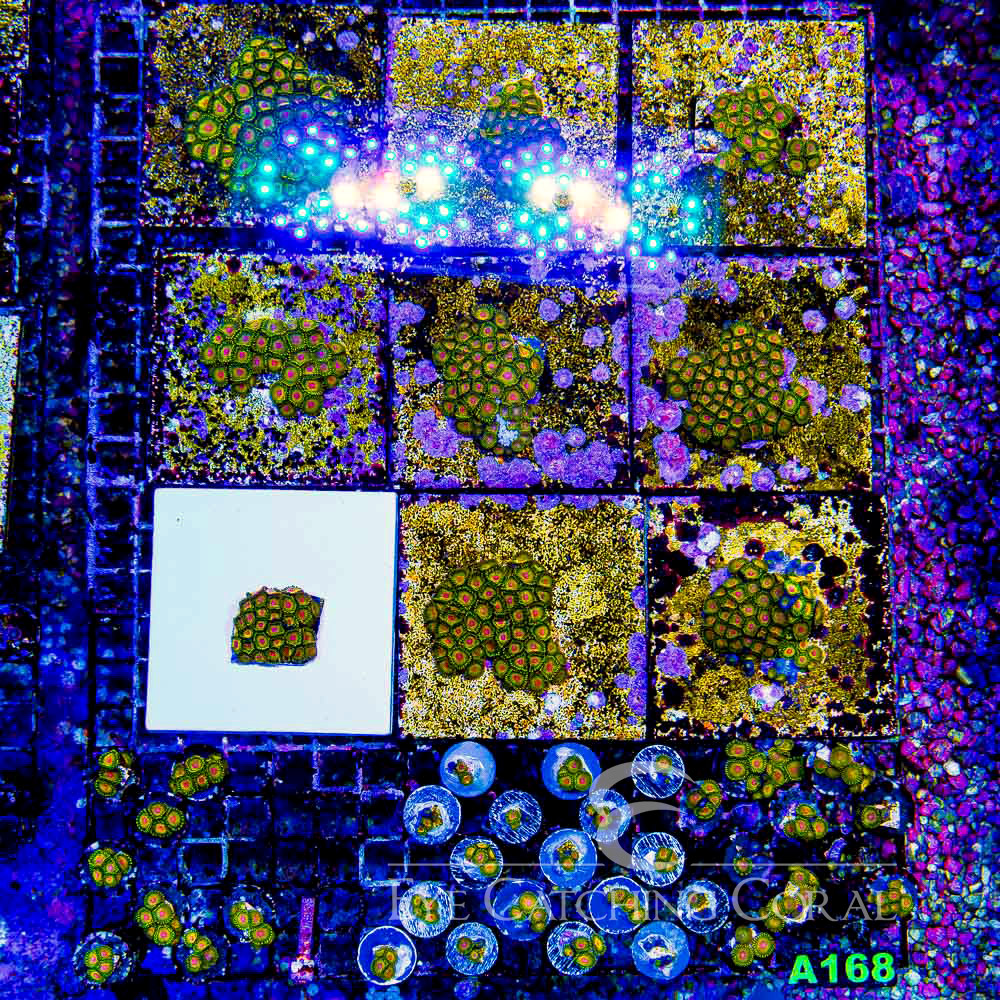 ECC Impastas Zoanthid Frag (4+ Polyp Average)