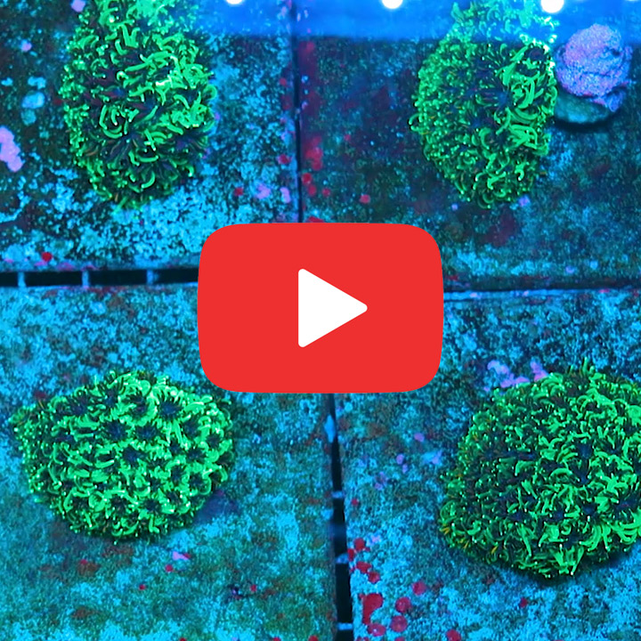 ECC Super Sonic Galaxea Frag
