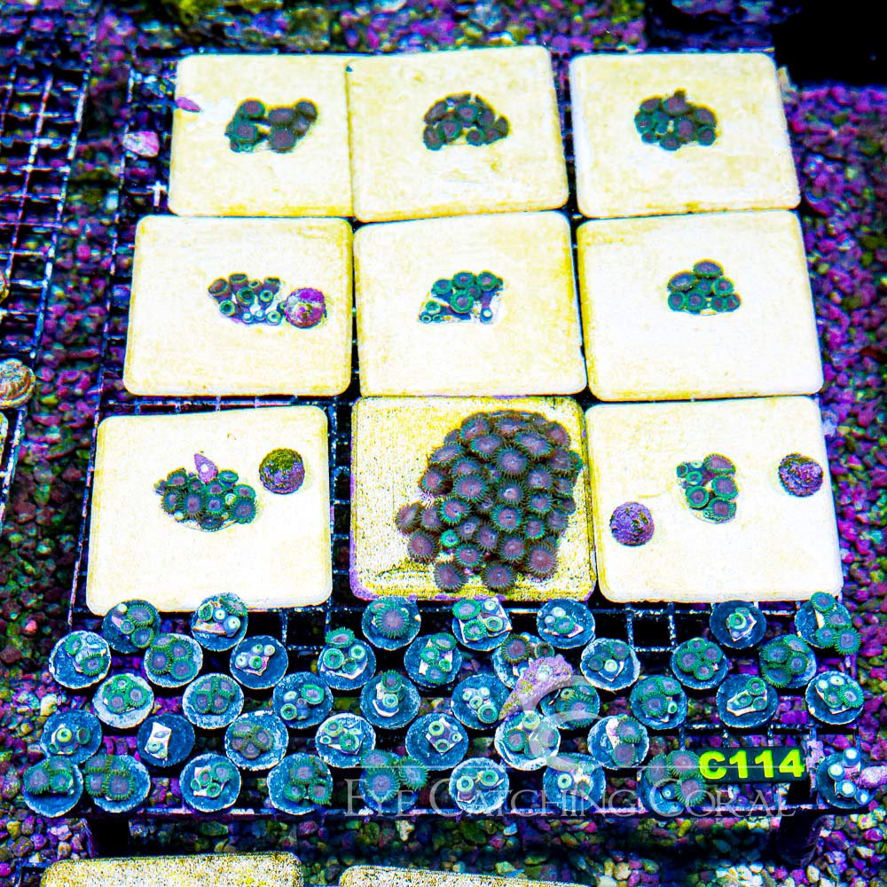 ECC Skid Row Zoanthid Frag (4+ Polyp Average)