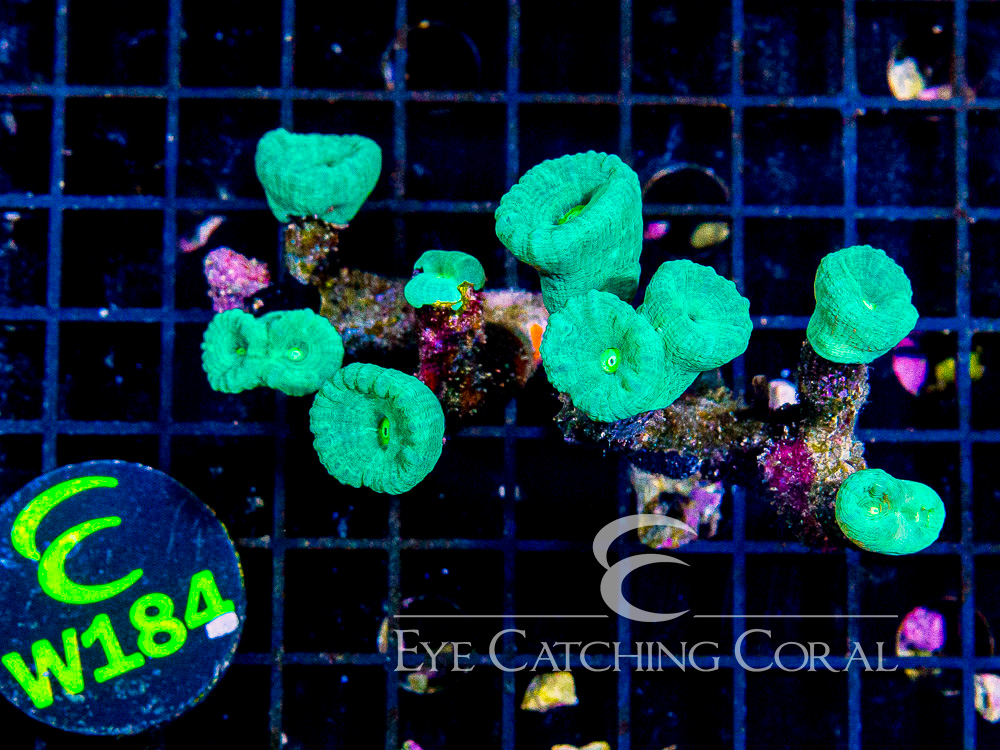 Aussie Green Candy Cane L - Disc W184
