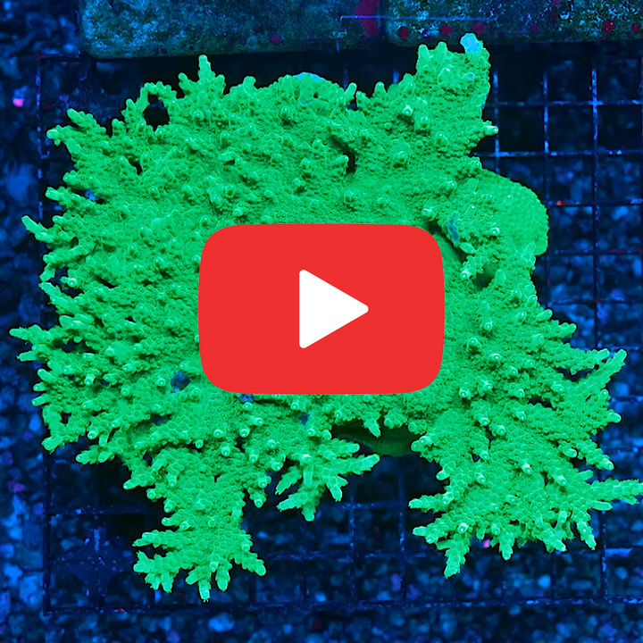 ECC Toxic Fusion Acropora Frag