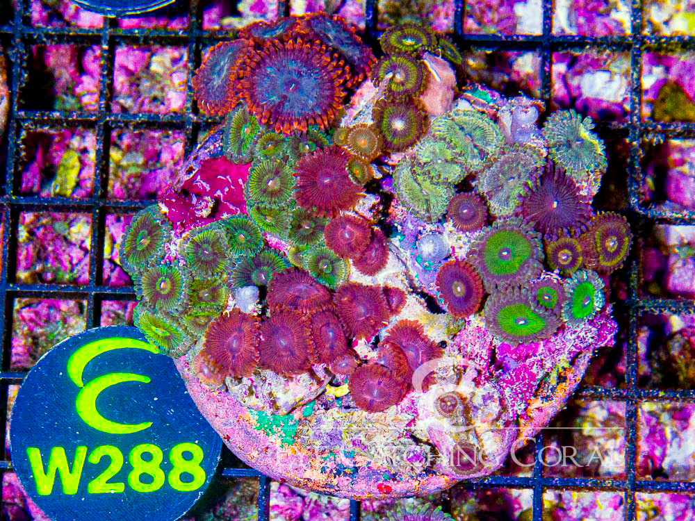 Indo Zoanthid L - Disc W288