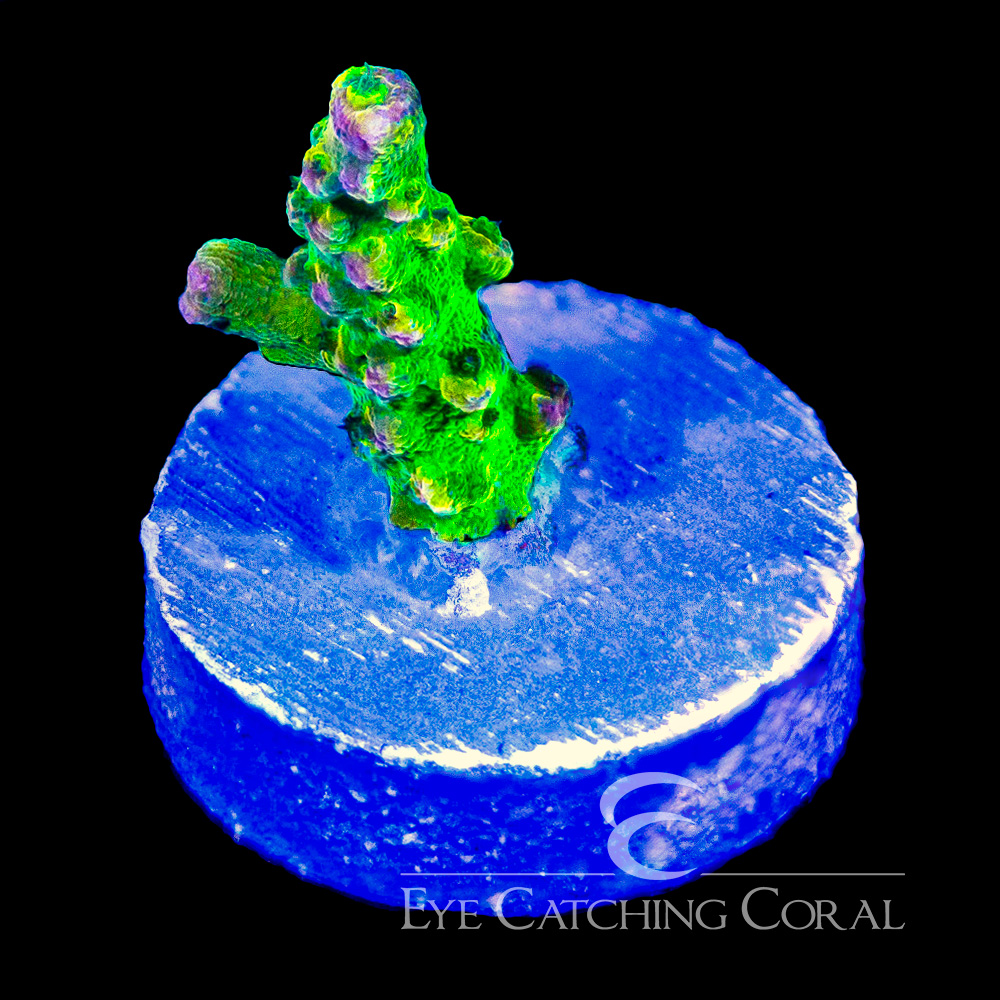 ECC Pinky Bear Acropora Frag