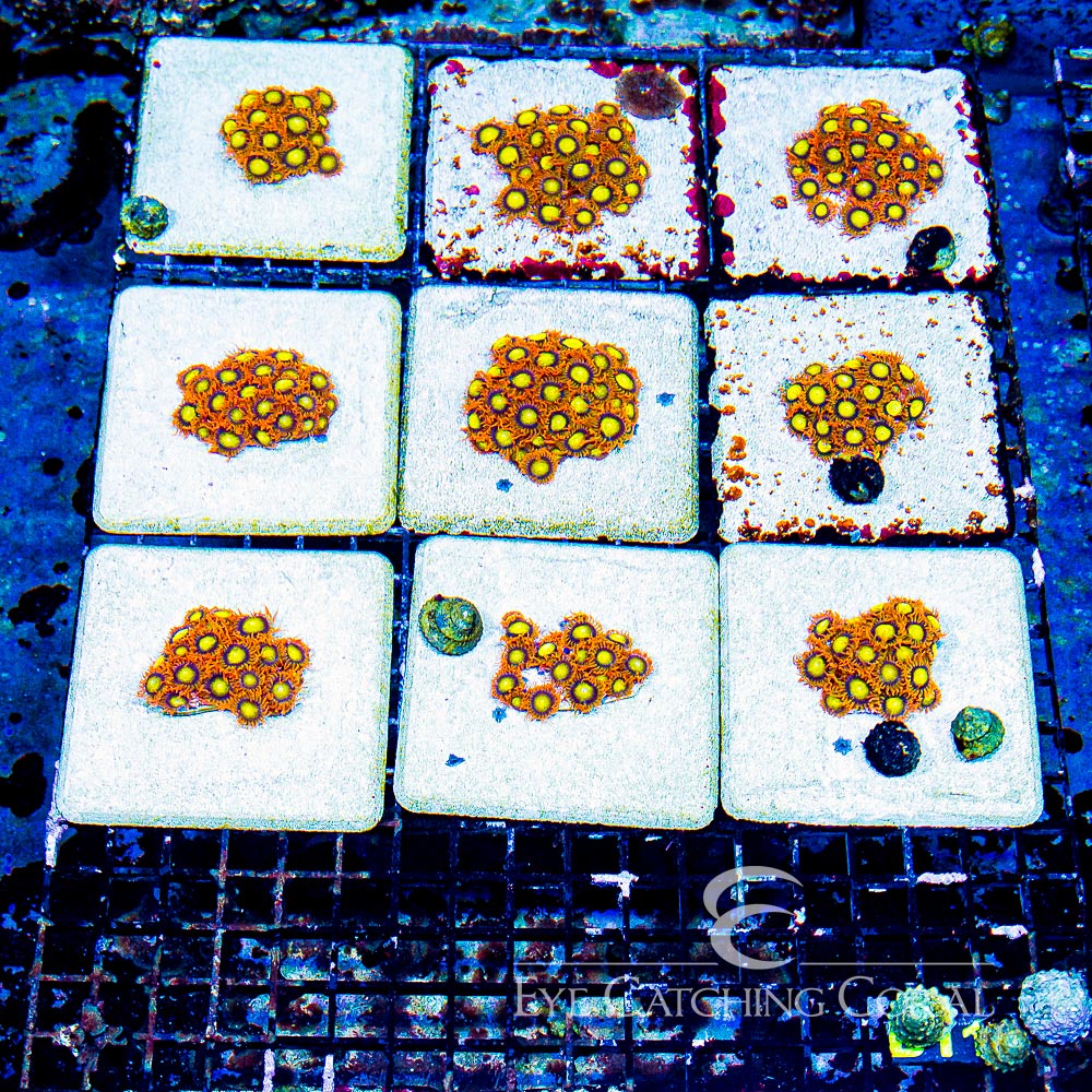 ECC Manderin Zoanthid Frag (4+ Polyp Average)