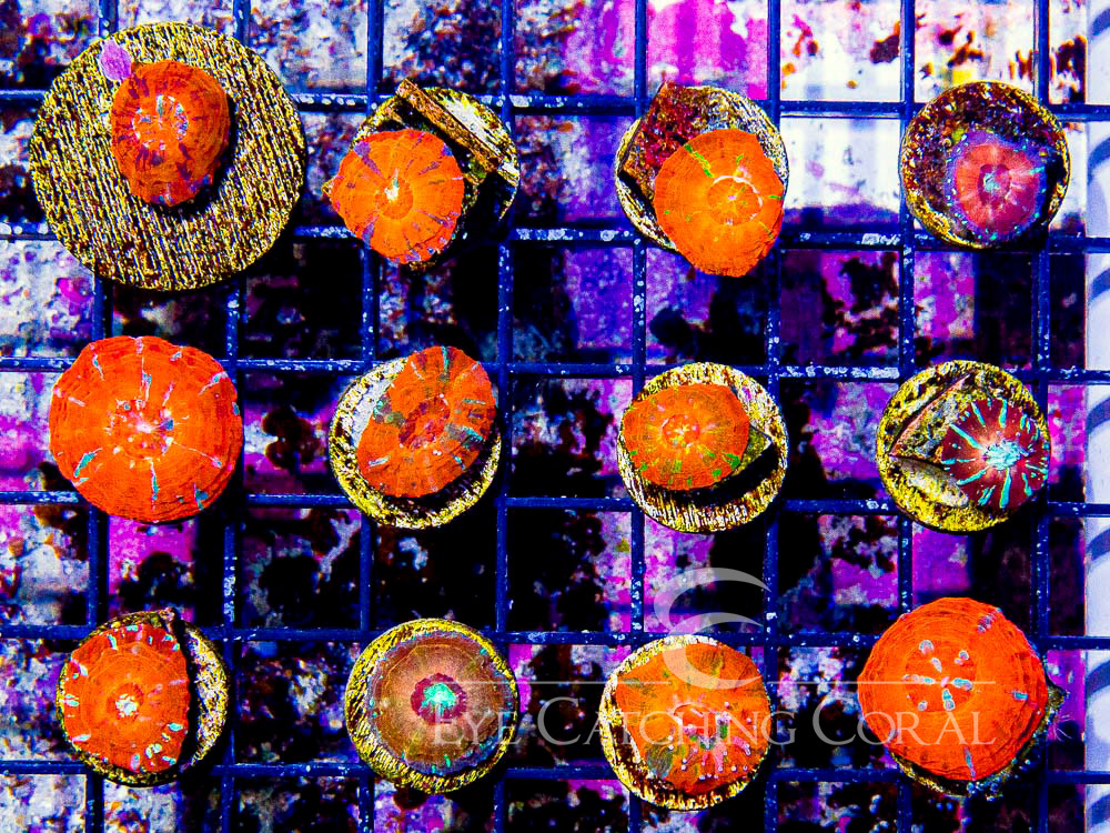 Colored Scolymia - Captive Spawned