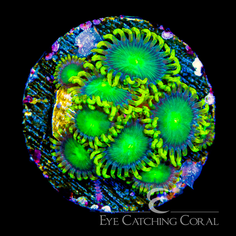 ECC Galactic Dragon Eye Zoanthid Frag (4+Polyp Average)