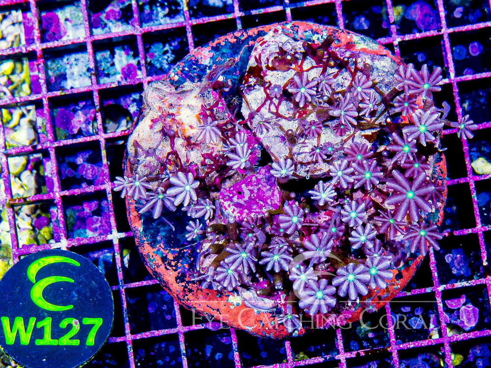 Indo Daisy Polyps XL - Disc W127