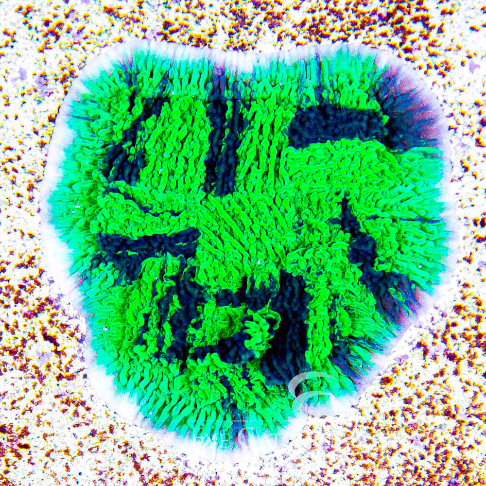 ECC Evergreen Montipora Frag