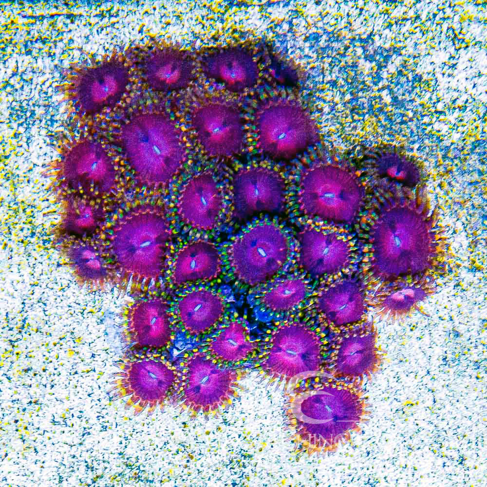 ECC Super Fruit Zoanthid Frag (2+Polyp Average)