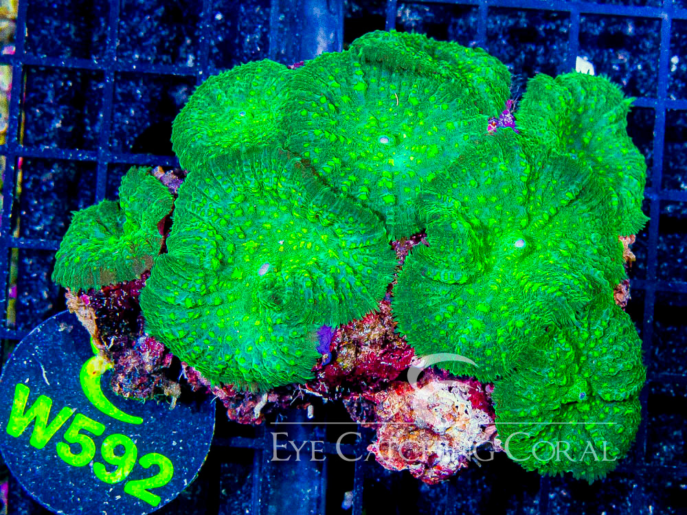 Indo Rhodactis Mushroom XL - Disc W592