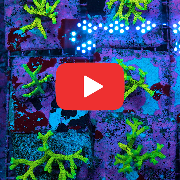 ECC Luminescence Anacropora Frag