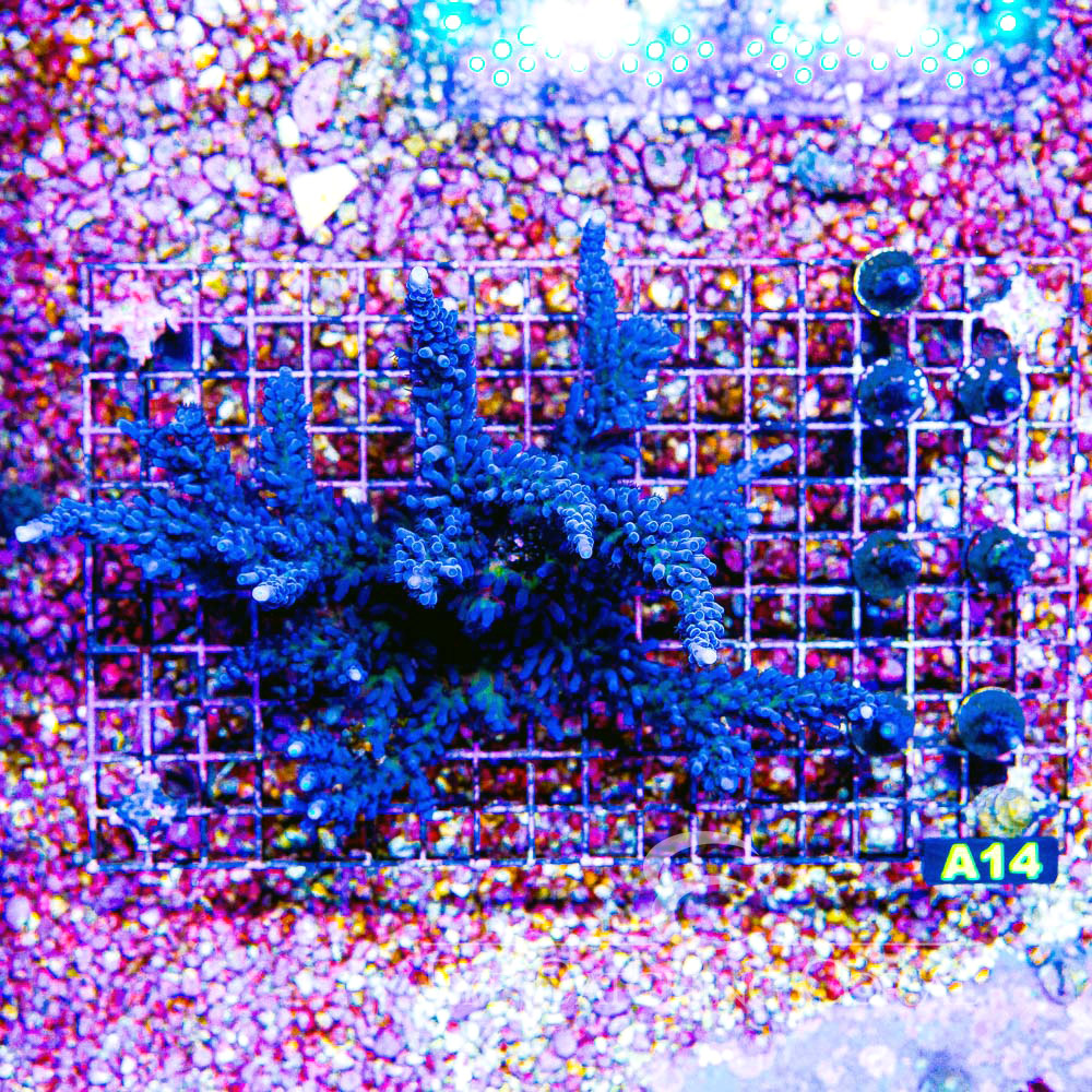 ECC Sapphire Grove Acropora Frag