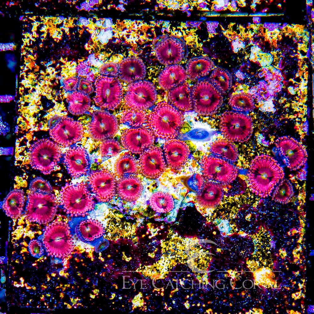 ECC Pink Sapphire Zoanthid Frag (2+ Polyp Average)