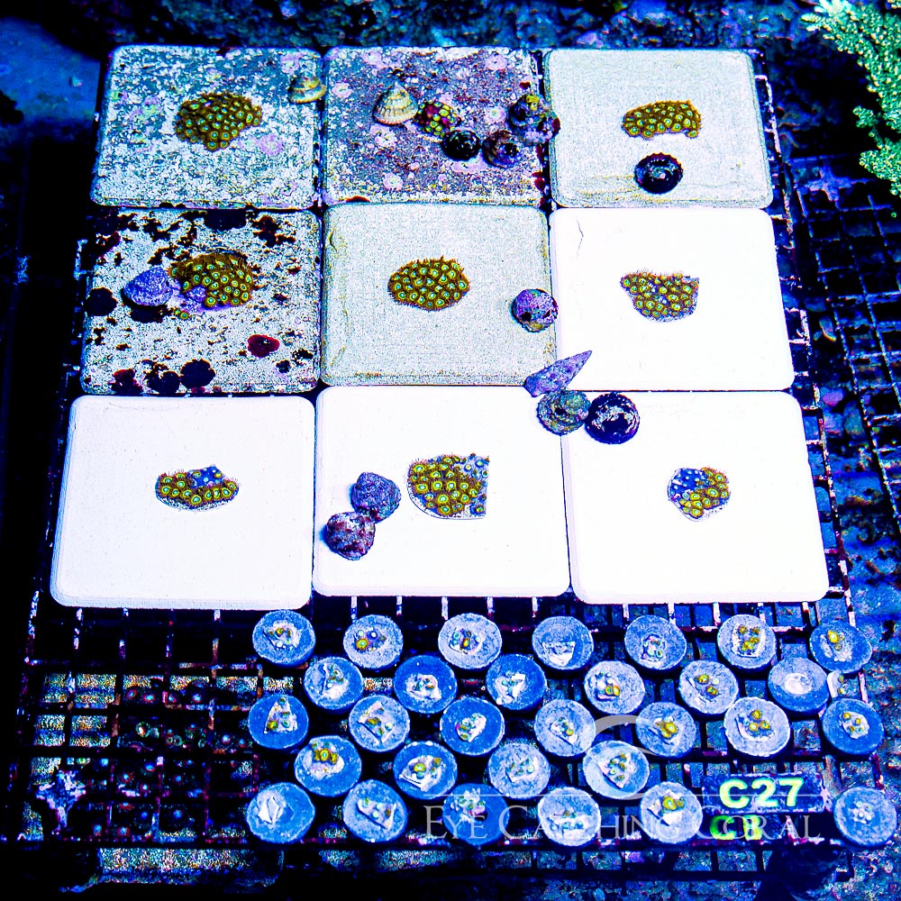 ECC Pikachu Zoa Frag (4+ Polyp Average)