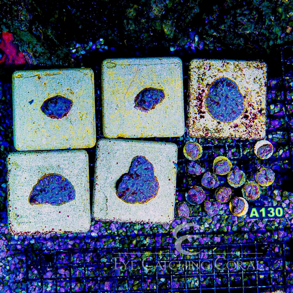 ECC Space Rift Favia Frag