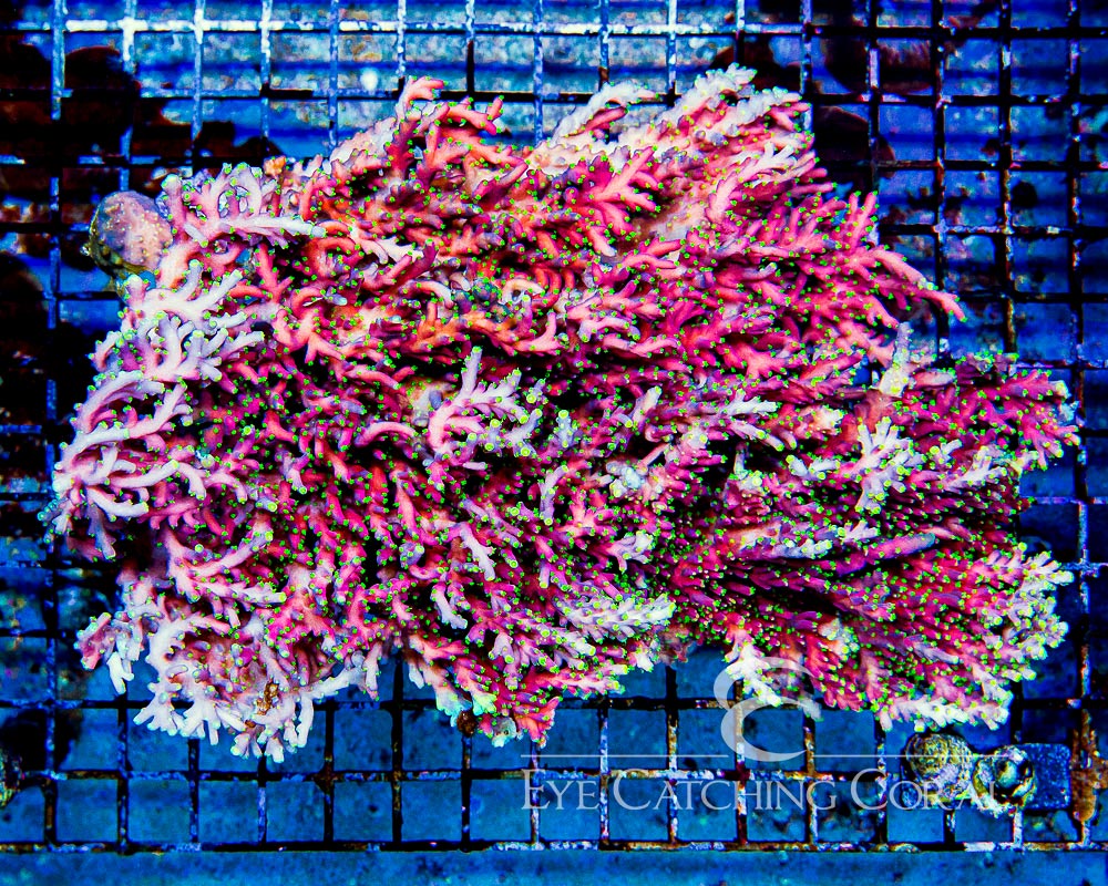 ECC Proximo Acropora Frag