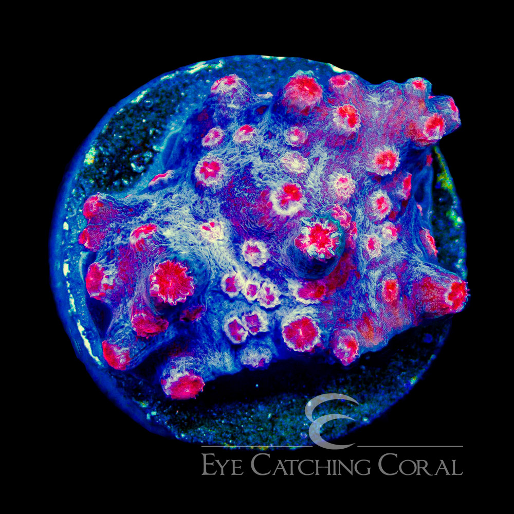 ECC Cherry Blossom Branching Cyphastrea Frag