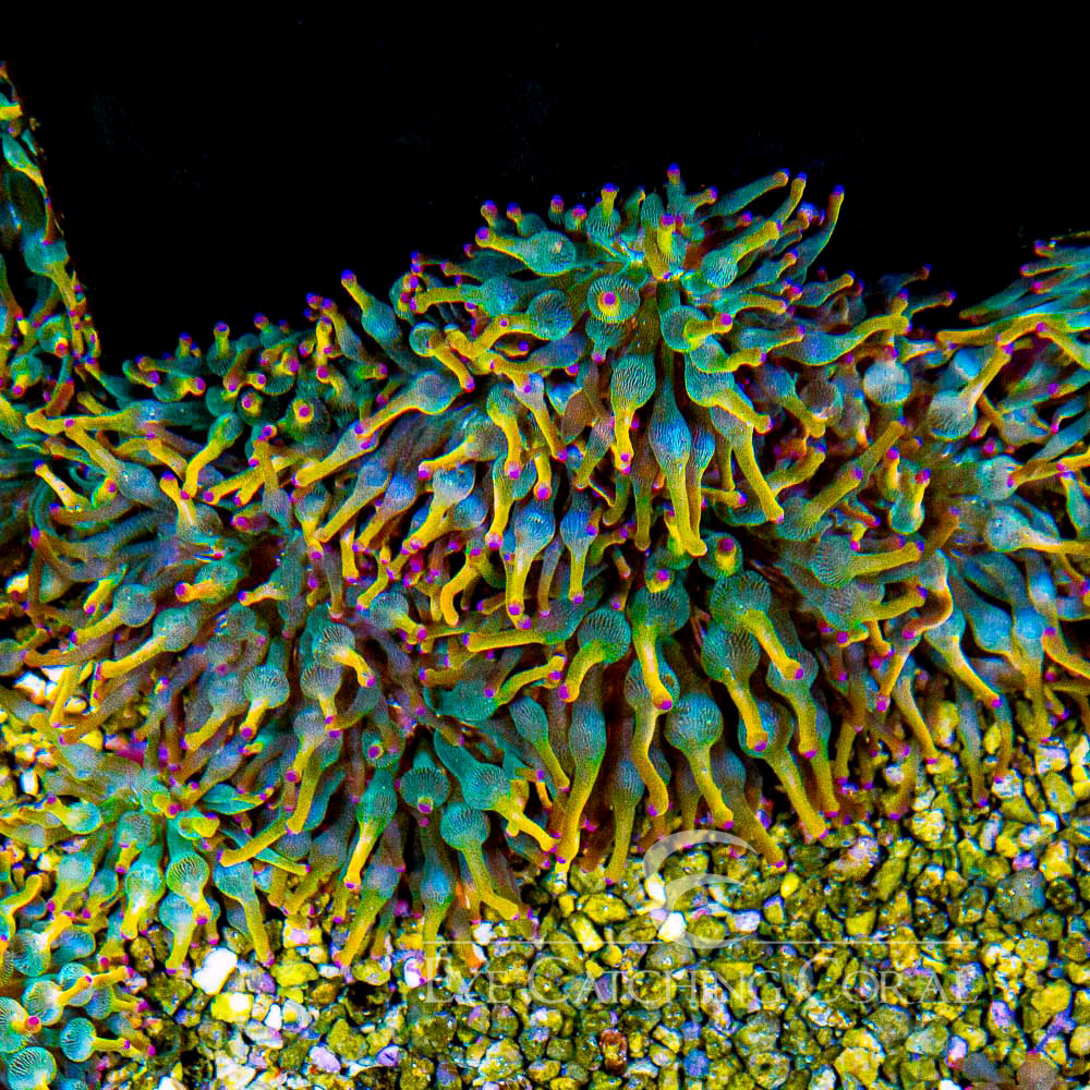 BTS Holy Grail Bubble Tip Anemone