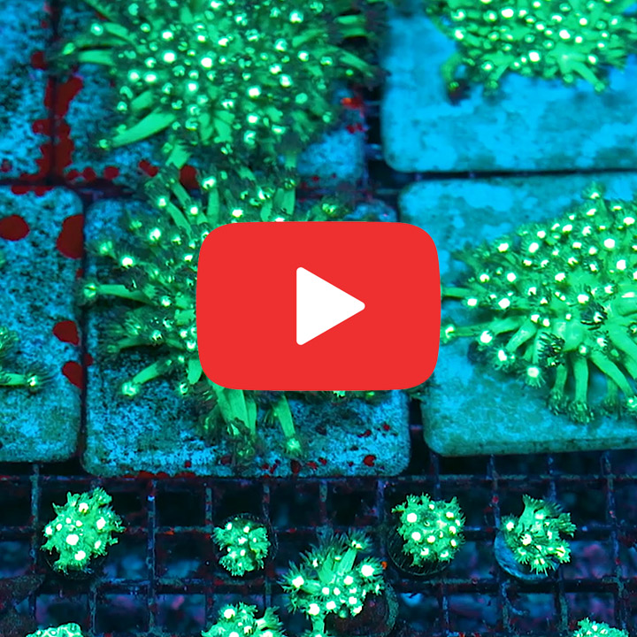 ECC Wondering Eye Goniopora Frag