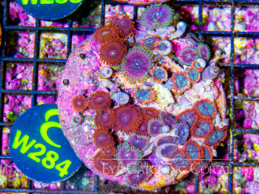 Indo Zoanthid L - Disc W284
