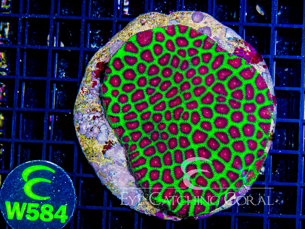 Indo Favia Ultra Hand Picked XL - Disc W584