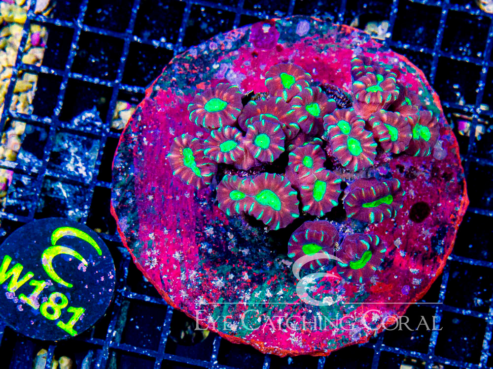 Indo Candy Cane Multi L - Disc W181