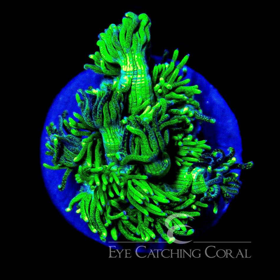 ECC Cosmic Swirl Goniopora Frag