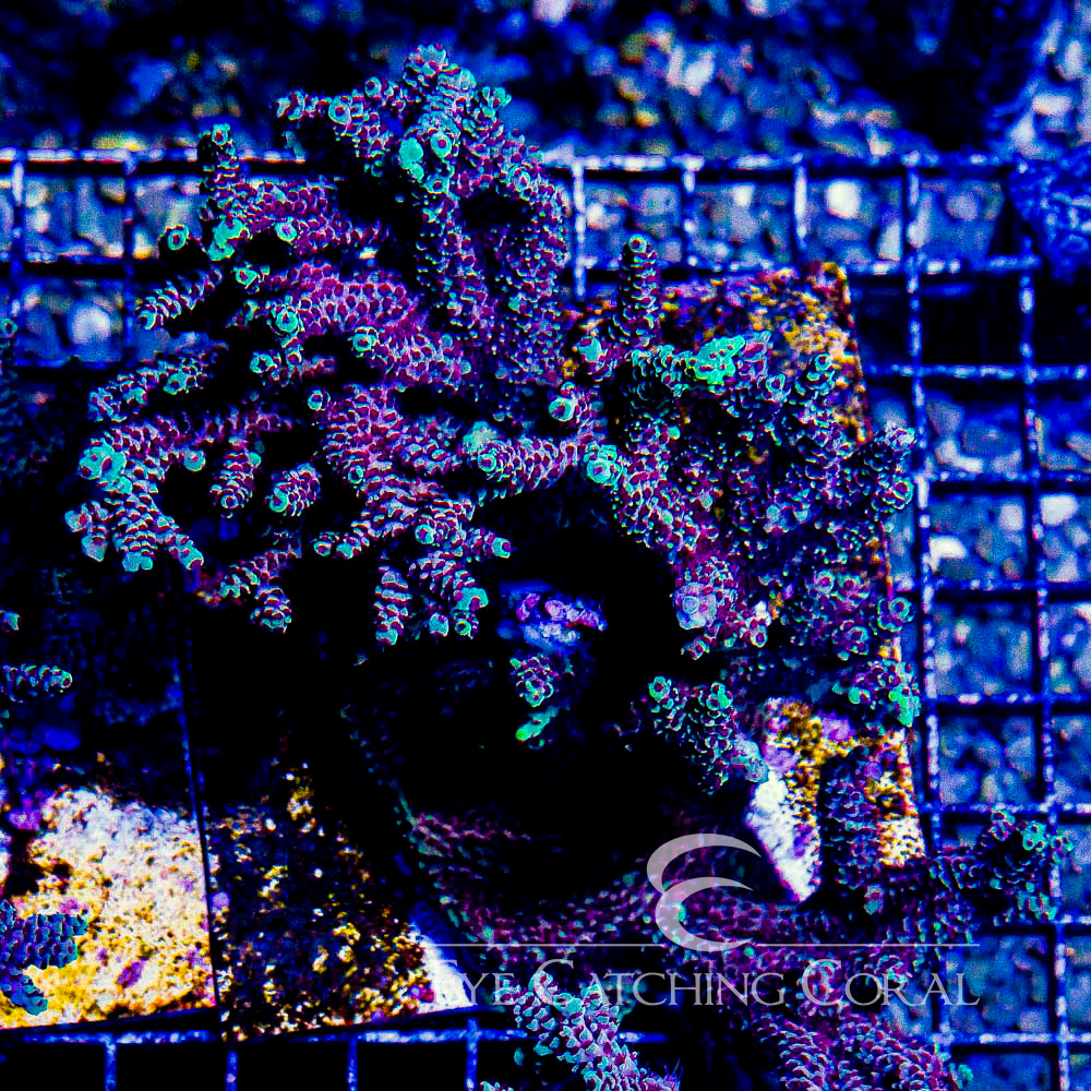 ECC Rainbow Sherbet Acropora Frag