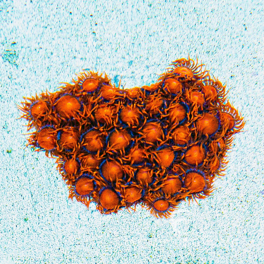 ECC Bam Bam Zoanthid Frag (4+ Polyp Average)