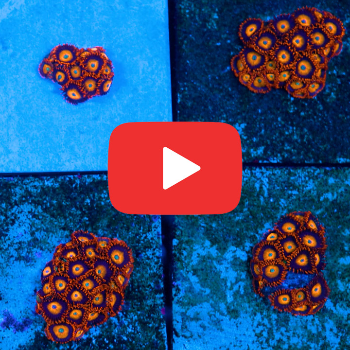 ECC Jet Fuel Zoanthid Frag (4+Polyp Average)